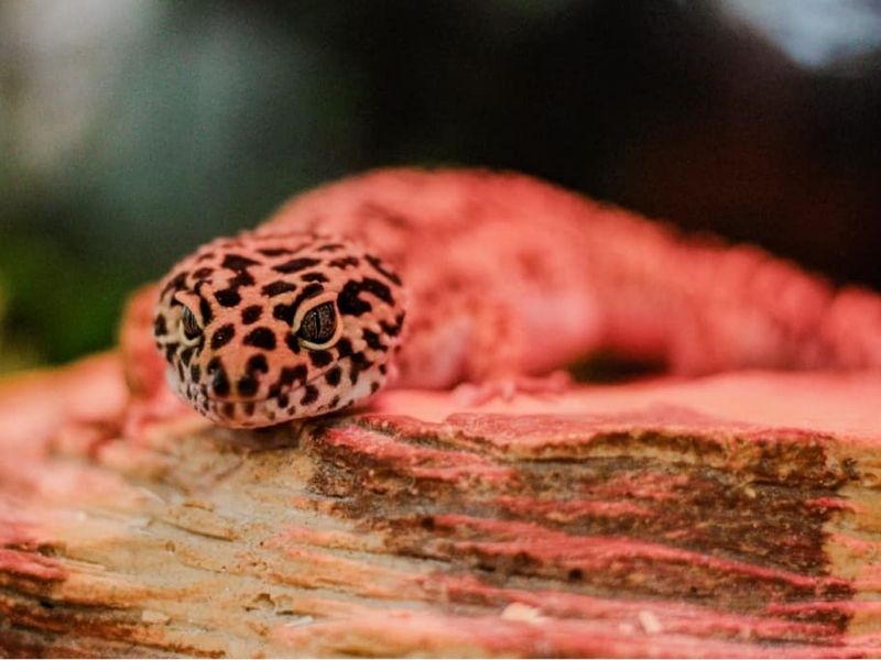 how long leopard gecko without food
