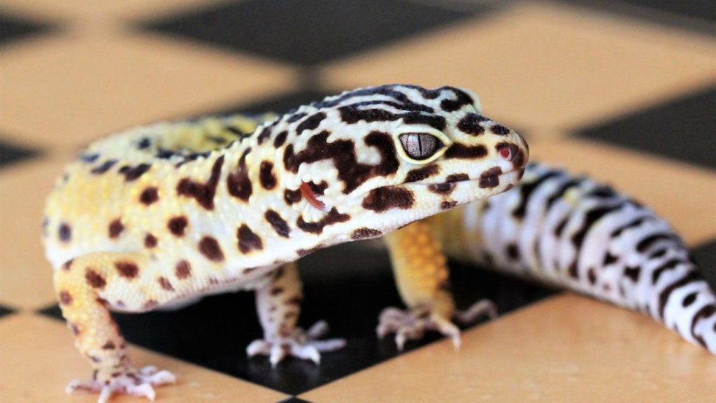 Leopard Gecko Humidity