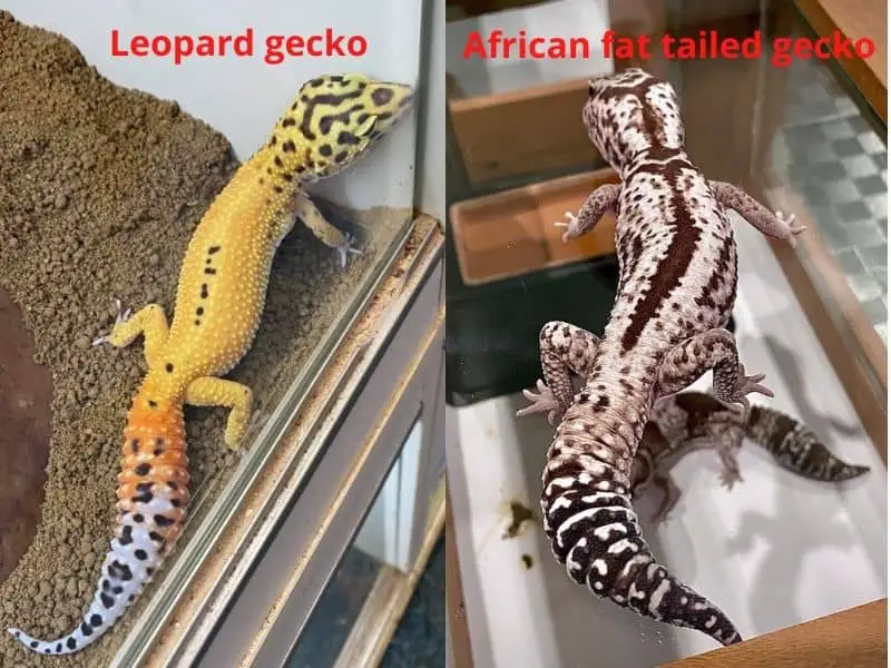 African Fat Tailed Gecko vs Leopard Gecko: Differences