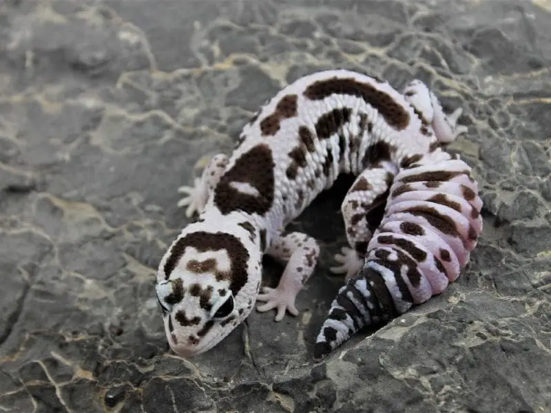 African fat tail gecko