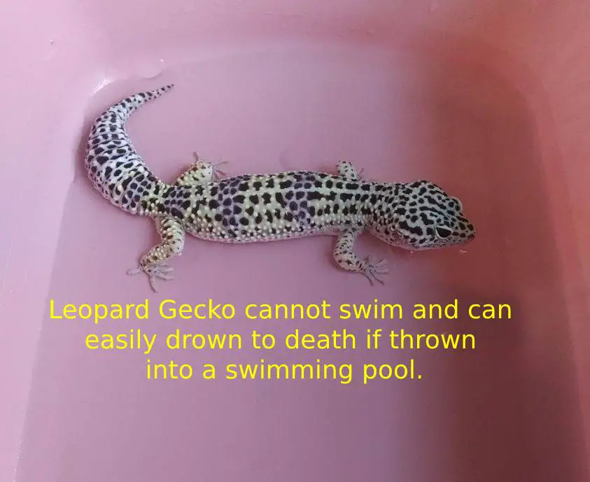 Can Leopard Gecko swim