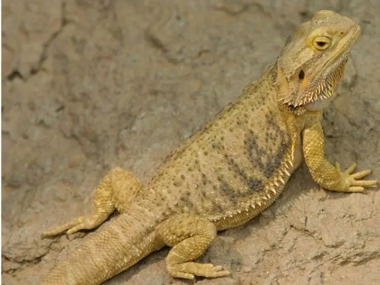 benefits of calcium for bearded dragons
