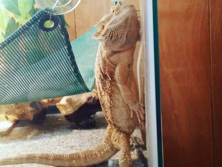 Glass Surfing in Bearded Dragons