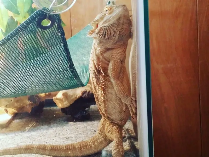 Glass Surfing in Bearded Dragons