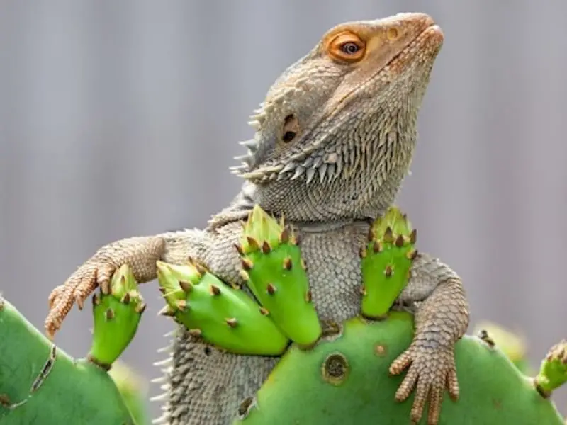 can bearded dragons eat cactus