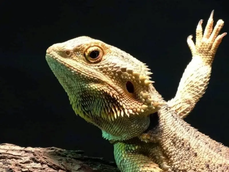 bearded dragon waving and what it means
