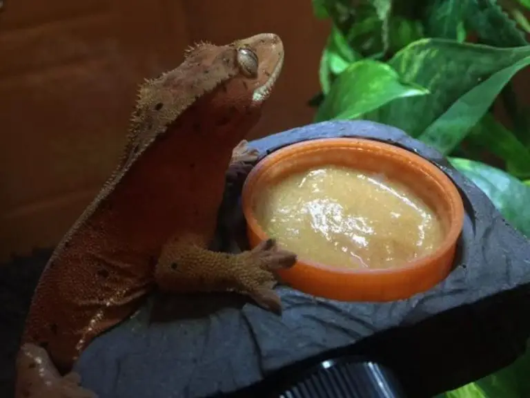 Crested gecko eating banana