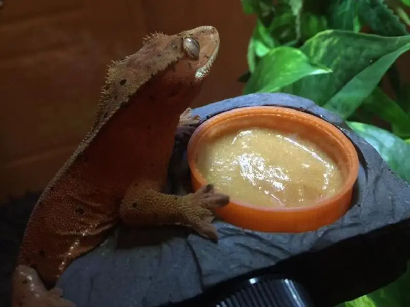 Crested gecko eating banana