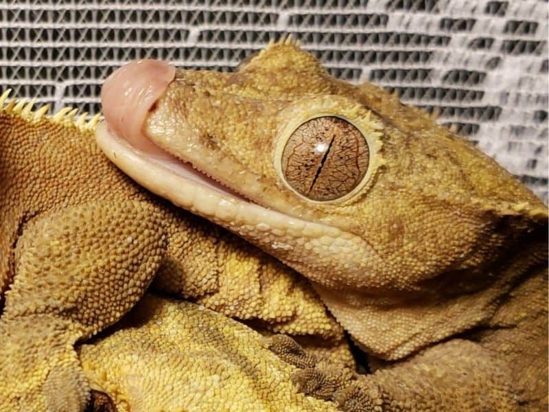 Crested geckos teeth and their biting tendencies 