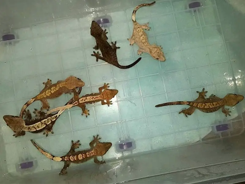 Crested gecko pets living together 