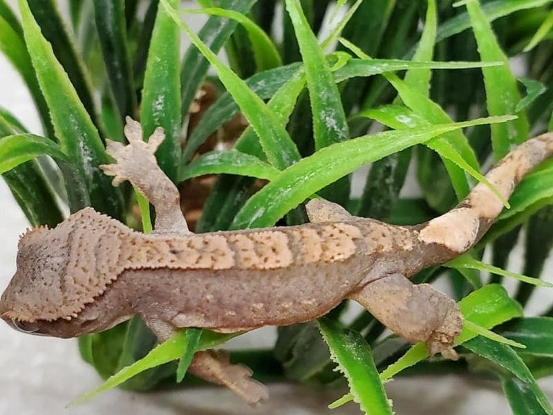 crested geckos playing dead
