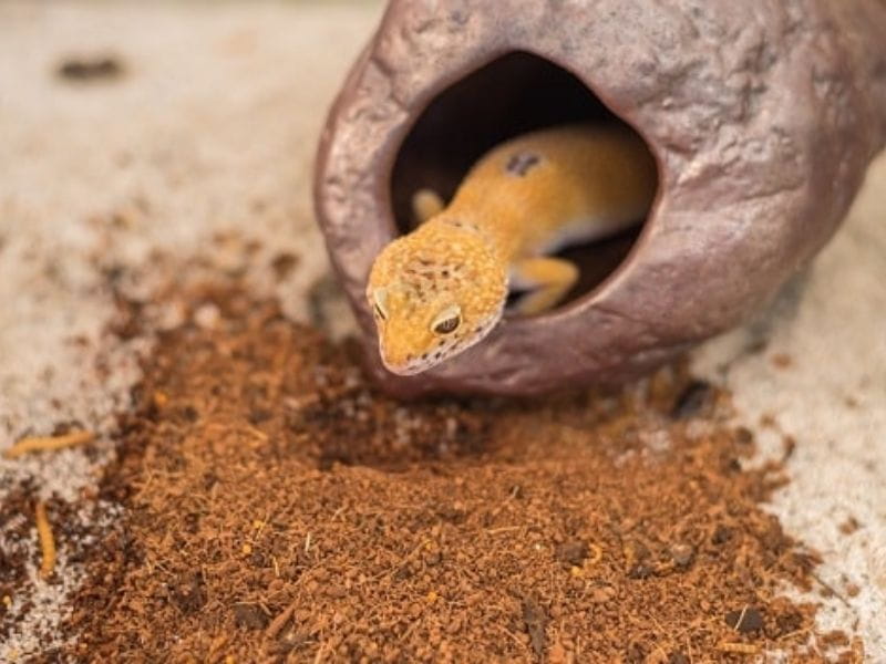 DIY Blended Substrate for leopard gecko