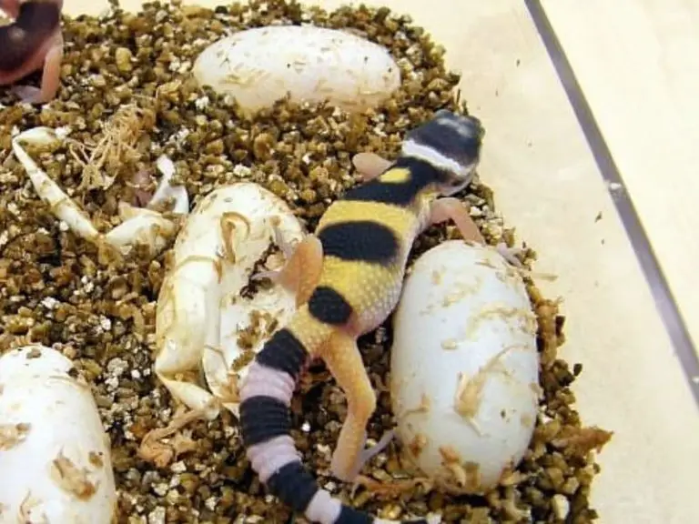 dented leopard gecko eggs