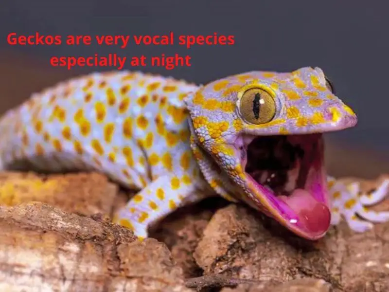 Gecko noises and meanings