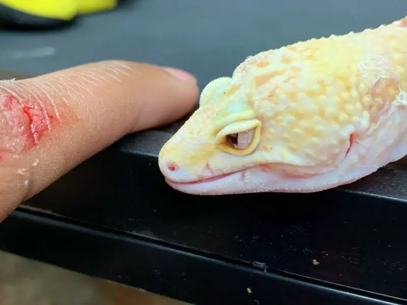 Leopard Gecko bite