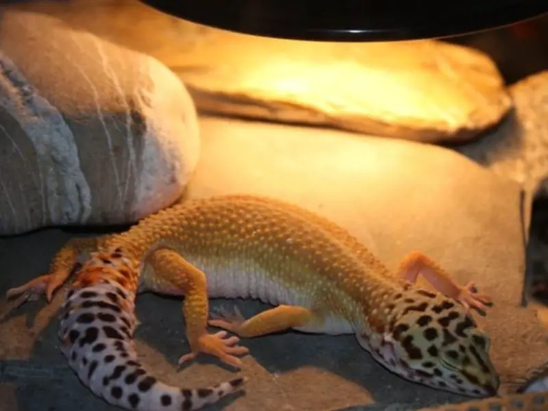 UVB for leopard geckos