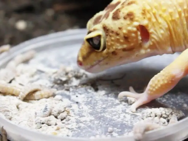 Leopard gecko eating superworms