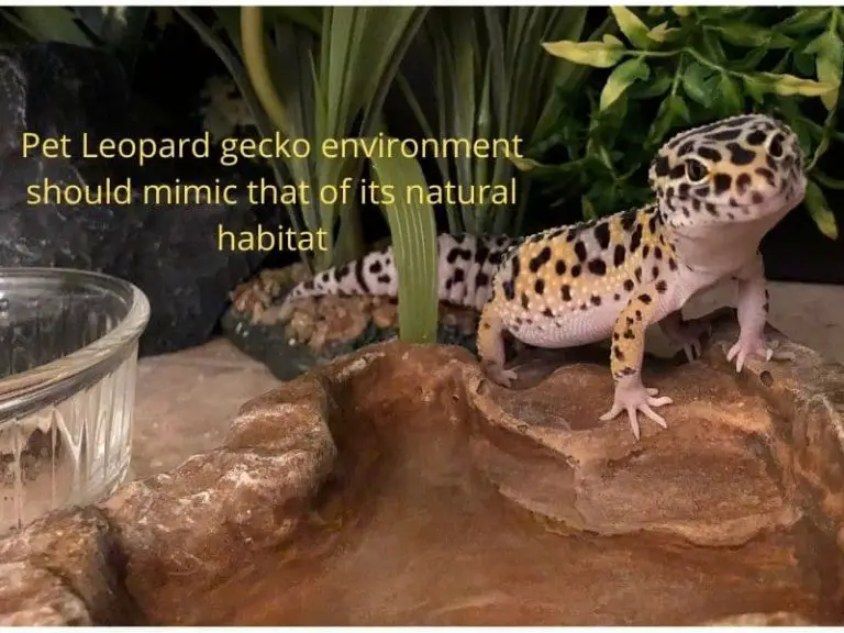 Leopard gecko temperature