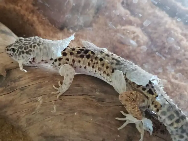 leopard gecko shedding skin