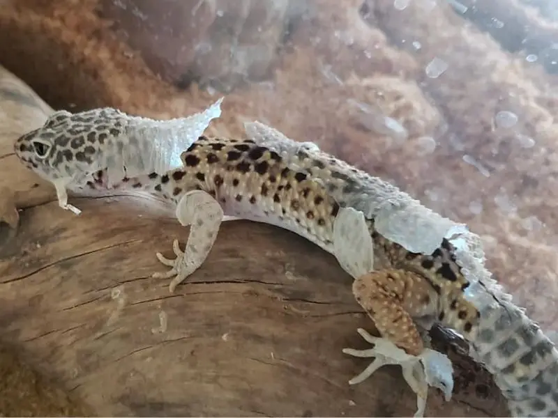 leopard gecko shedding skin