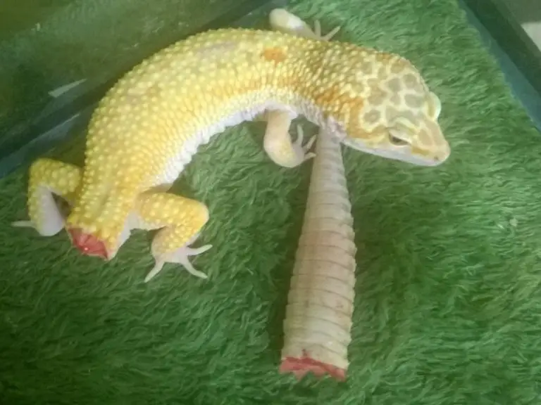 Leopard gecko tail drop