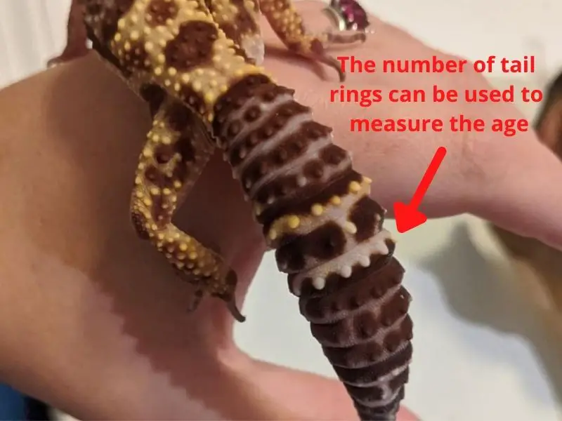 Leopard gecko tail rings to measure age