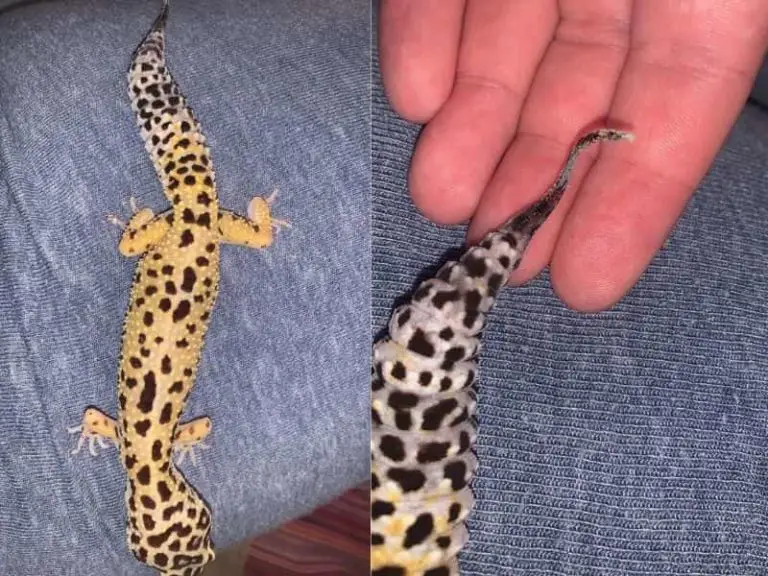 Leopard gecko tail rot