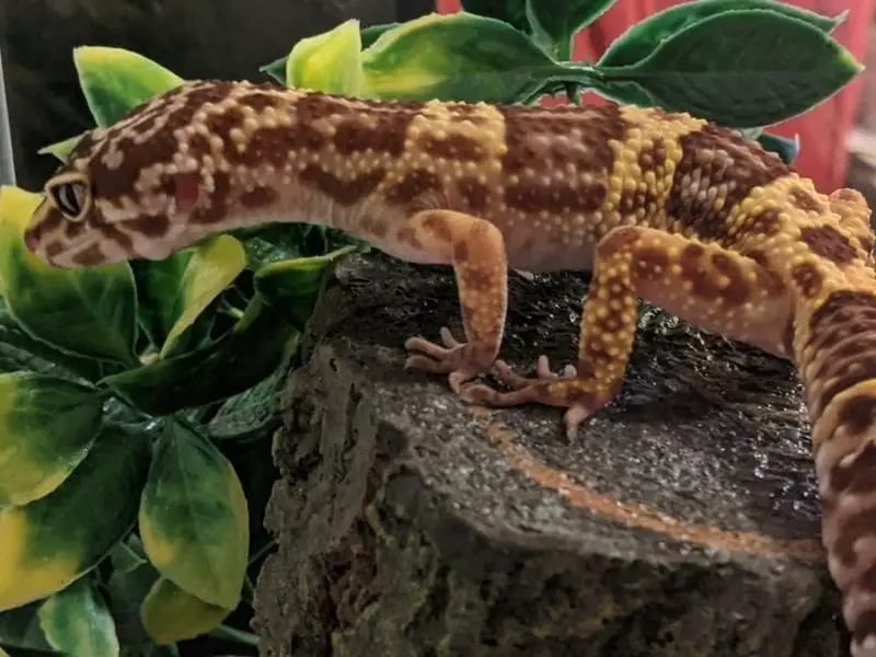 Leopard gecko lifespan