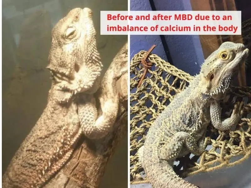 Signs of calcium deficiency in bearded dragons