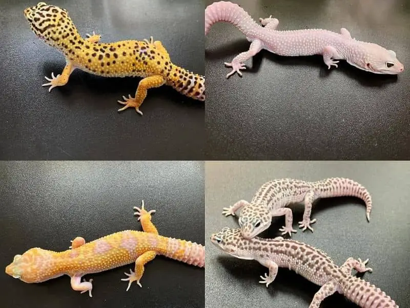 best male names for geckos 