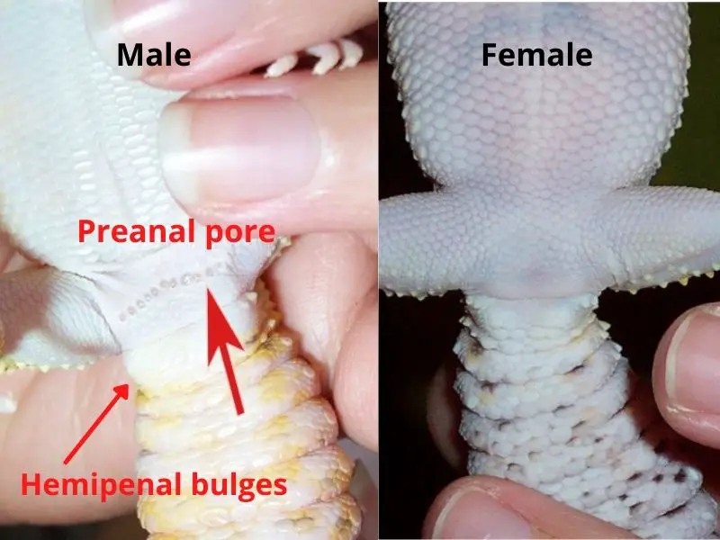 Male vs female leopard gecko