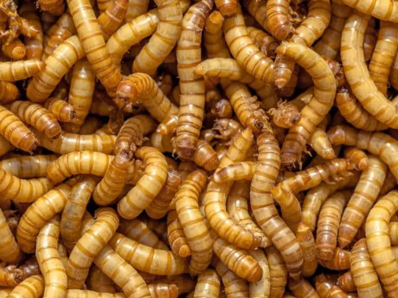 Meal worms for your leopard gecko