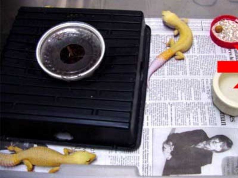 Newspapers as a substrate for leopard geckos