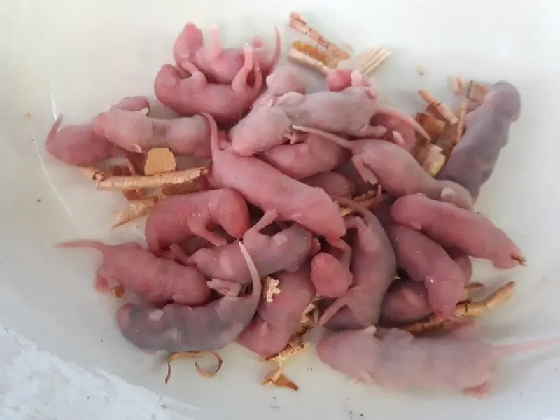 Pinky mice for your leopard gecko
