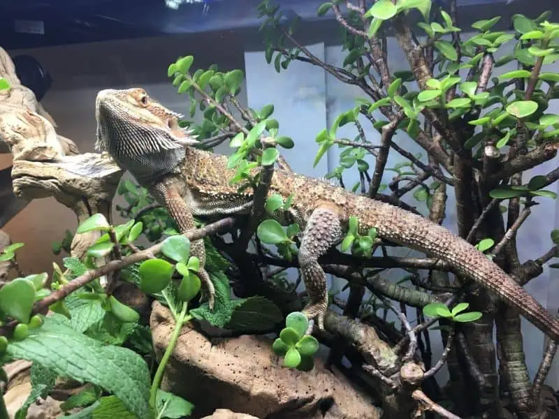safe plants for bearded dragons' Tank