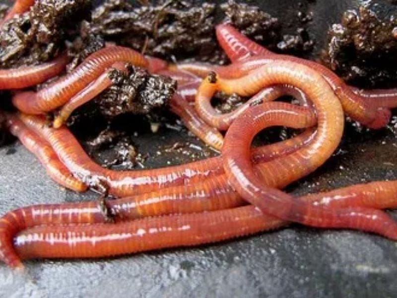 Red worms to feed leopard geckos