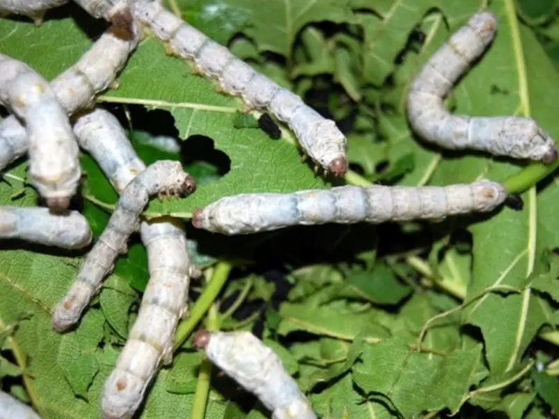 Silk worms to feed leopard geckos
