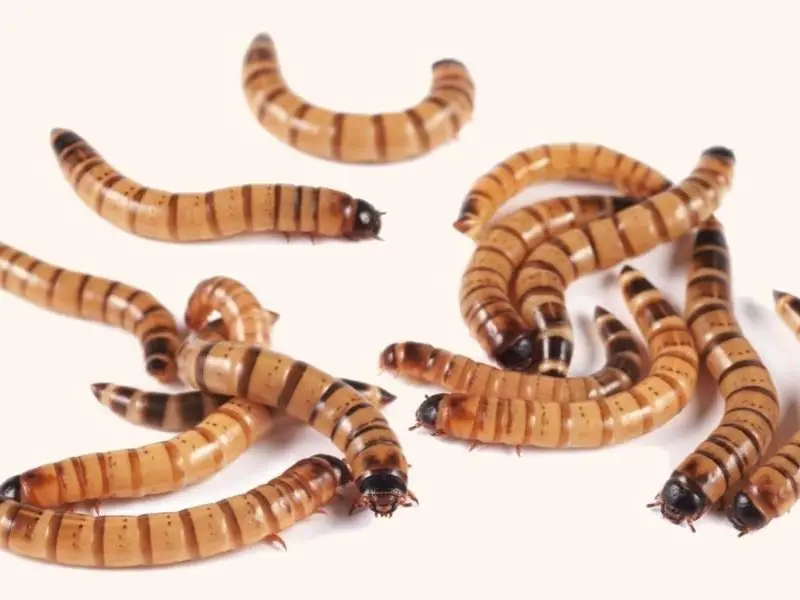 Super worms for leopard gecko