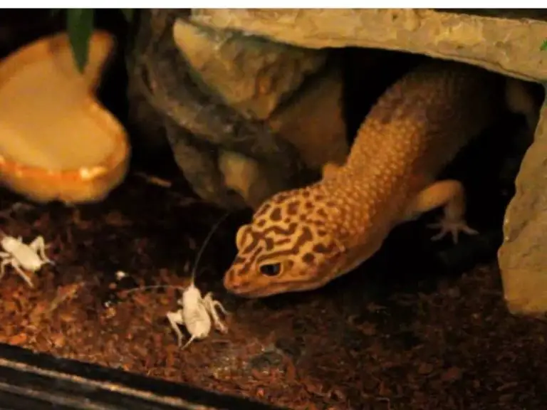 Foods to Feed Leopard Geckos