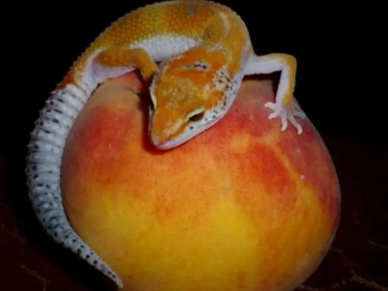 Leopard gecko fruit