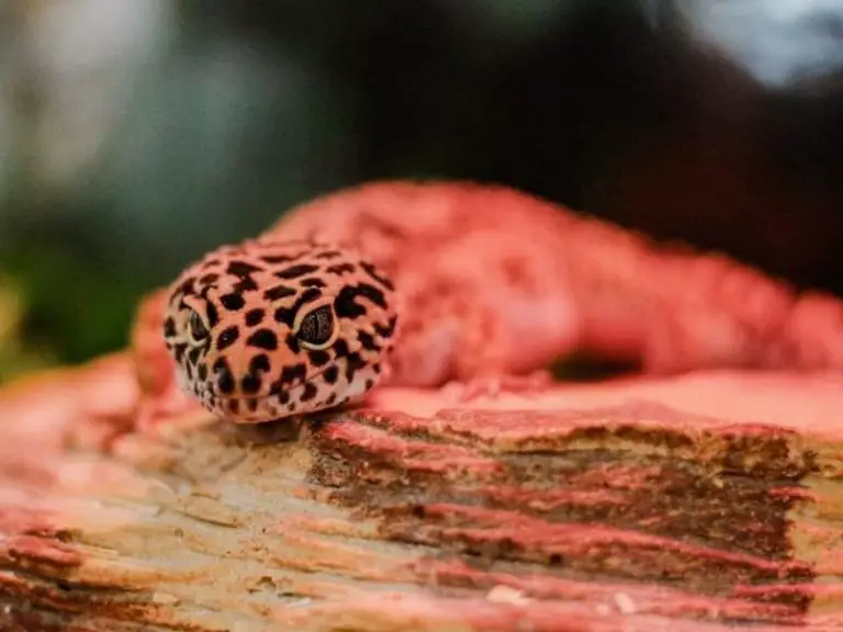 leopard gecko brumation