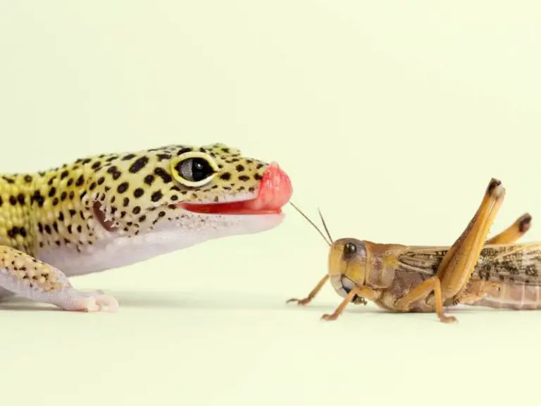 leopard gecko eating grasshoppers