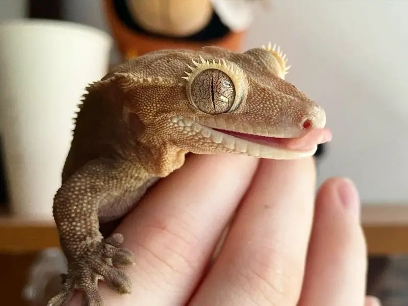 Crested Gecko Not Eating