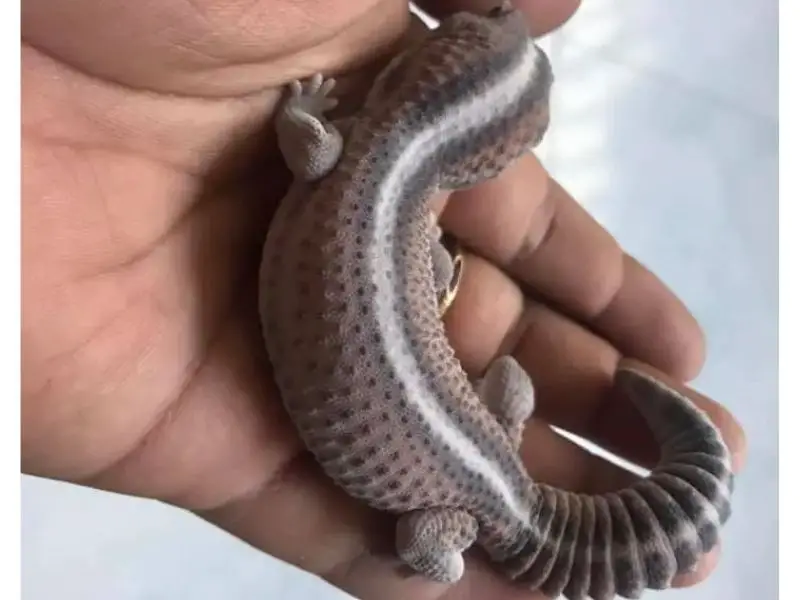 Ghost Patternless African fat-tailed gecko morph
