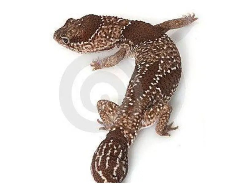 Jungle African fat-tailed gecko morph 
