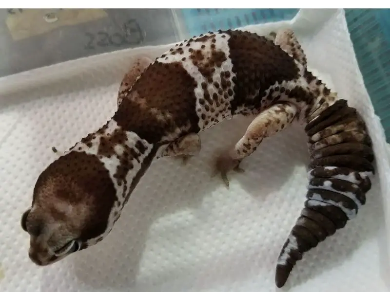 Oreo African Fat Tailed Gecko Morph