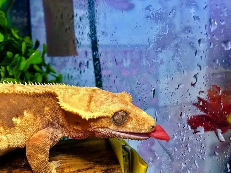  Rehydrating Crested Gecko
