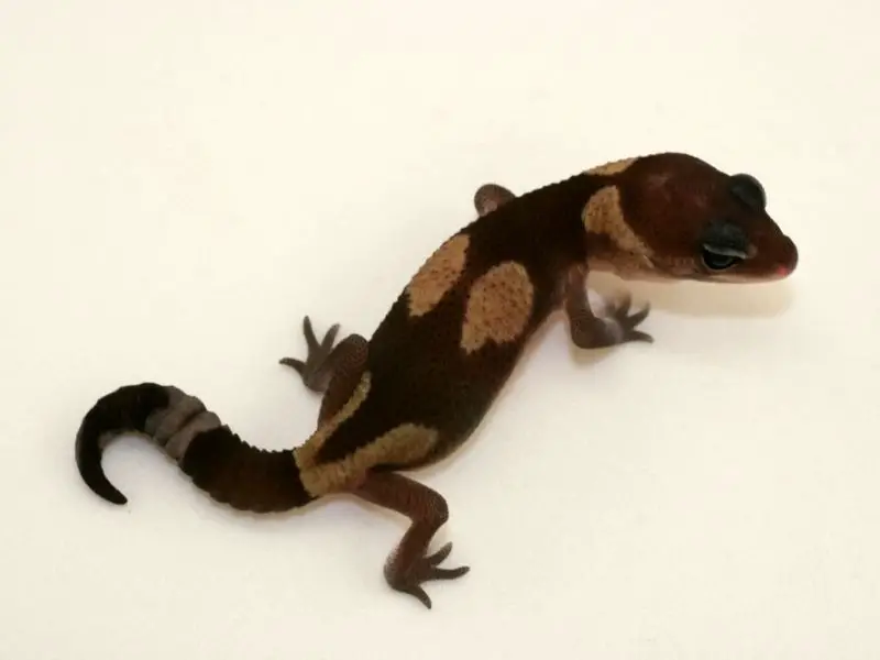  Stinger African fat-tailed gecko morph