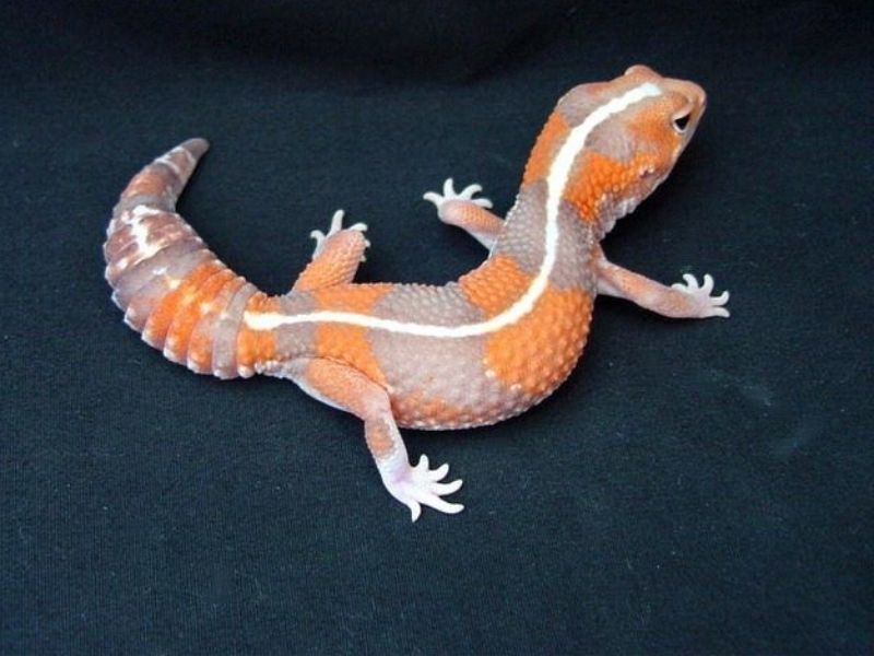 Striped Tangerine African fat-tailed gecko morph