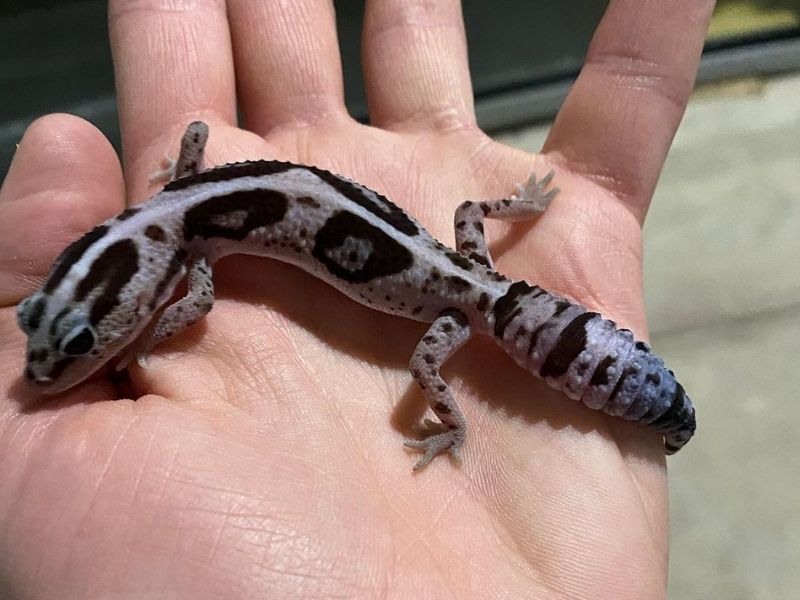 striped whiteout African fat tailed gecko morph